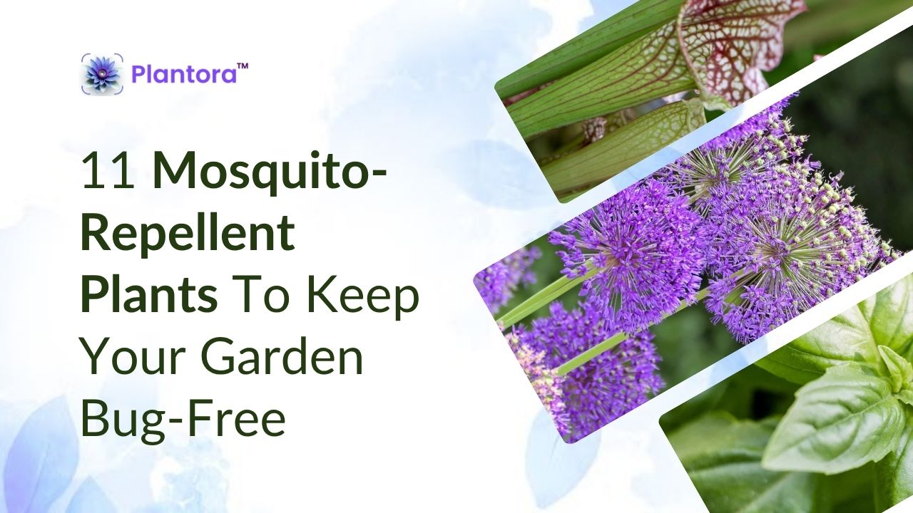 11 Mosquito-Repellent Plants To Keep Your Garden Bug-Free - Plantora